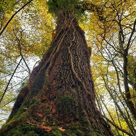 Jardin Reveur La Roulotte Des Baladins Panzió *