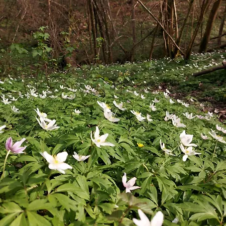 Panzió Jardin Reveur La Roulotte Des Baladins Gesves